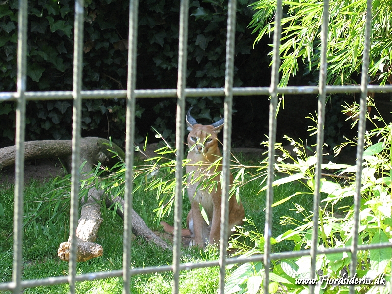 KBH zoo 190703 109.JPG